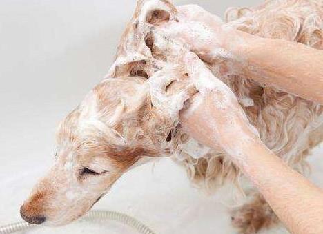 泰迪狗狗的沐浴液应该如何挑选？
