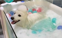 狗狗不爱洗澡怎么办？