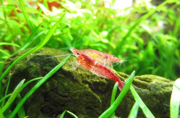 樱花虾，最适合新手养的淡水观赏虾，便宜好养，特别容易繁殖。 樱花虾适应的温度比较广泛，10～26度都能正常生活，对水的PH度要求也不高。