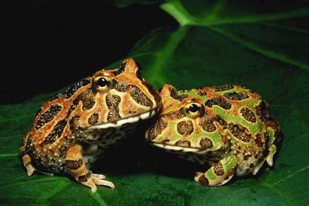 养宠物蛙观赏蛙最常生的疾病有哪些？