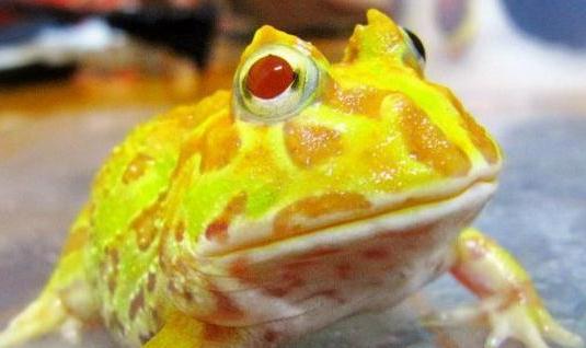 最惊艳的宠物蛙, 脾气非常不好，感觉像是南瓜