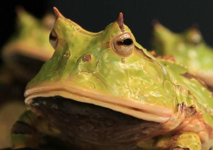 世界上最普遍的宠物蛙——角蛙