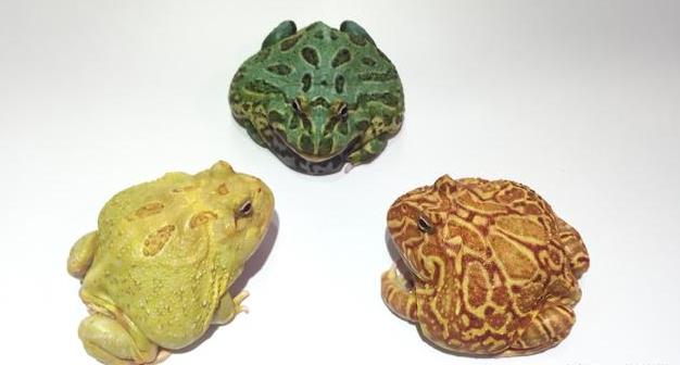 金蛙在色素中染成各种颜色的行为