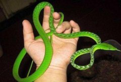 最温顺的宠物蛇 翠青蛇是最常见温顺的宠物蛇