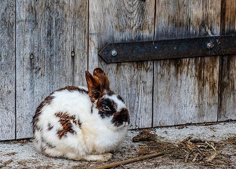 兔兔有头倾斜症状的“重症监护” 本文转自有宠