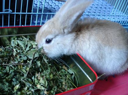 <b>兔子怎么养才不会死 新鲜蔬果要少喂</b>