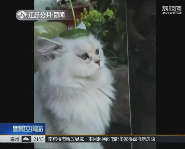 名贵宠物猫出门溜达 男子起歪念抱走不还