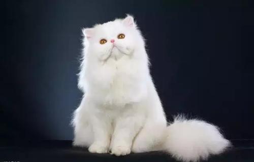 纯白色的波斯猫，猫界颜值扛把子