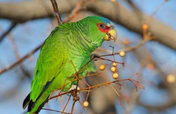 青绿顶亚马逊鹦鹉，首要生活在南美洲，能够很好的仿照人类的声响，它们能够谈上几个小时，乃至还会歌唱。