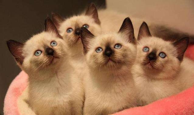 布偶猫，被称为“仙女喵”，备受许多人的喜爱