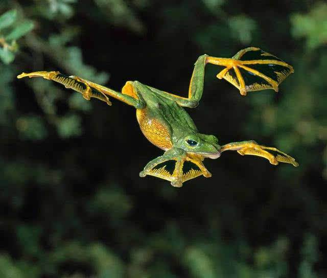 华莱士飞蛙，天生有“降落伞”的青蛙