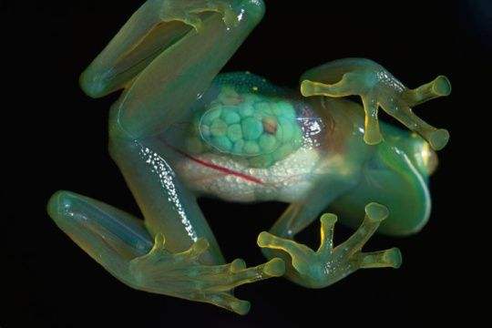 玻璃蛙，皮肤透明，可看到它们体内的器官组织