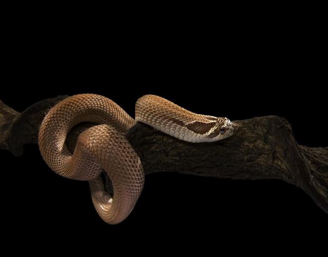 最可爱的毒蛇，猪鼻蛇本想装死躲避强敌，却成人类