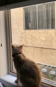 国外的两只宠物猫隔窗相望，最后有情人终成眷属