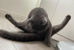 猫出现尿闭的原因是什么？猫尿闭的怎么办？在家怎